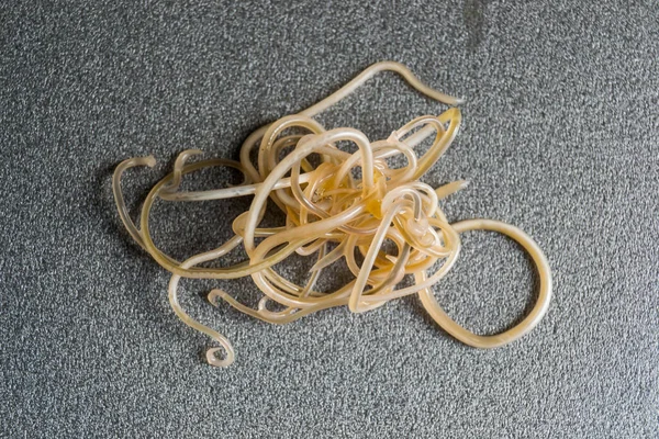 Zbliżenie zdjęcie Toxocara Cati. Roundworms z kota — Zdjęcie stockowe