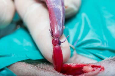 köpekte testis kordonunun çift ligasyonu, reoratabil p ile