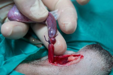 köpekte testis kordonunun çift ligasyonu, reoratabil p ile