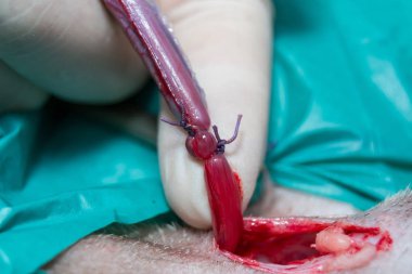 köpekte testis kordonunun çift ligasyonu, reoratabil p ile