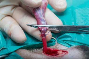 köpekte testis kordonunun çift ligasyonu, reoratabil p ile