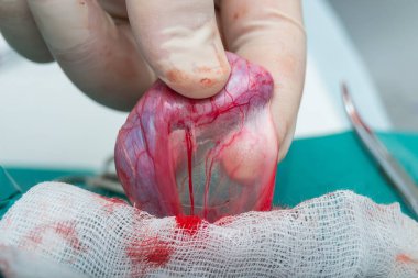 köpek kapalı hadım, köpek kısırlık cerrahisi