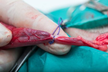 Köpek nötral cerrahisinde testis kordonunun basit ligasyonu