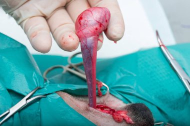 köpek kapalı hadım, köpek kısırlık cerrahisi