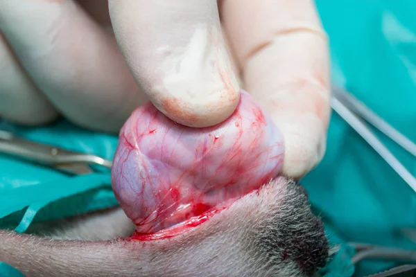 köpek kapalı hadım, köpek kısırlık cerrahisi