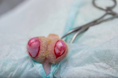 kedi nötrcerrahisinde skrotum insizyonu
