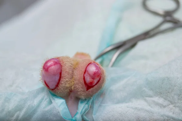 kedi nötrcerrahisinde skrotum insizyonu