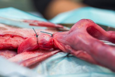 spay sırasında bir köpeğin gebe rahim çift ligasyon