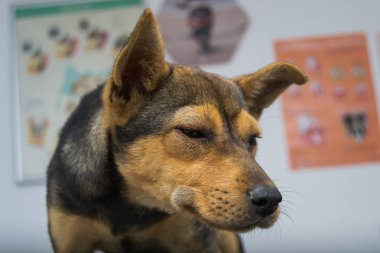 Dog with anaphylactic  reaction after Vitamin K injection clipart