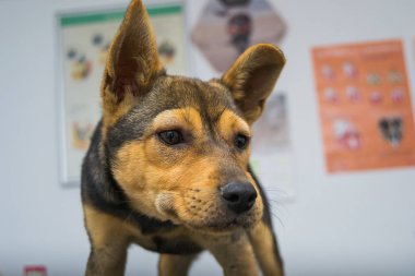 K vitamini enjeksiyonu sonrası anafilaktik reaksiyonlu köpek