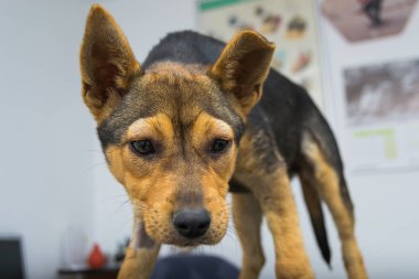 K vitamini enjeksiyonu sonrası anafilaktik reaksiyonlu köpek