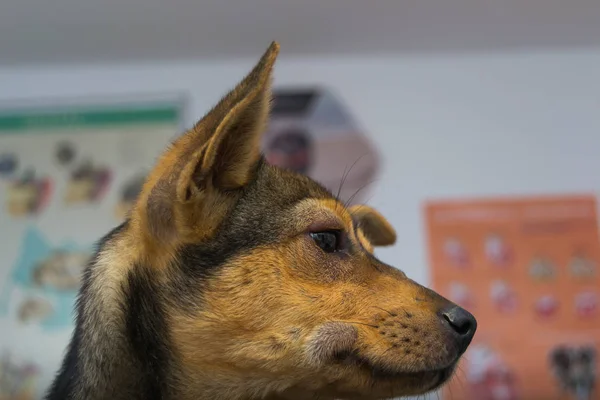Собака з анафілактичною реакцією після ін'єкції вітаміну К — стокове фото