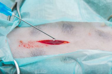 kedi spay cerrahisi ve adrenalin çözeltisi cilt kesi o için