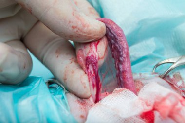 yumurtalık ligament, arter ve ven kedi spay dalgalanma sırasında
