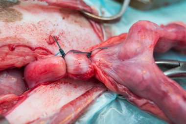 spay sırasında bir köpeğin gebe rahim çift ligasyon