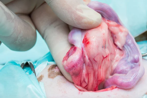 De eierstok van een vrouwelijke hond met vetweefsel, ovarium ligament met — Stockfoto