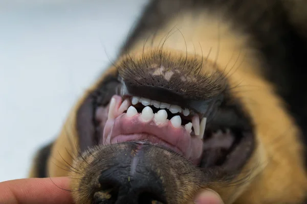 Puppy teeth changing. The first permanent incisors erupted in th