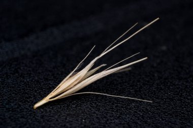 Tilki kuyruğu otunun küçük ok başlarının makro fotoğrafı. Ne zaman bir do