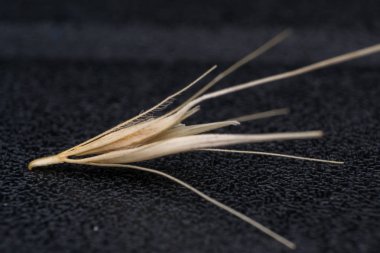Tilki kuyruğu otunun küçük ok başlarının makro fotoğrafı. Ne zaman bir do