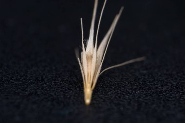 Tilki kuyruğu otunun küçük ok başlarının makro fotoğrafı. Ne zaman bir do