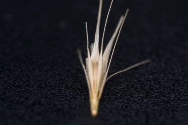 Tilki kuyruğu otunun küçük ok başlarının makro fotoğrafı. Ne zaman bir do