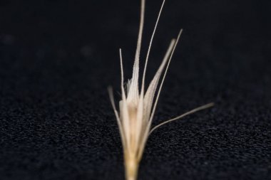Tilki kuyruğu otunun küçük ok başlarının makro fotoğrafı. Ne zaman bir do