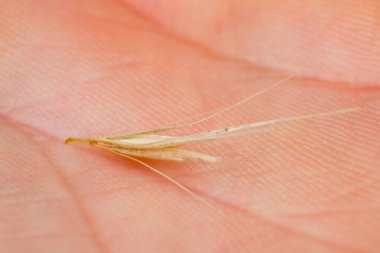 Tilki kuyruğu otunun küçük ok başlarının makro fotoğrafı. Ne zaman bir do