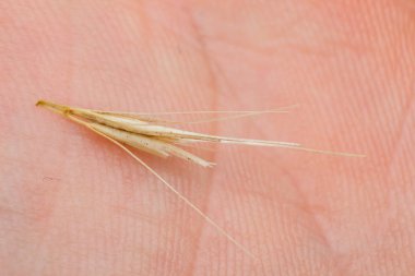 Tilki kuyruğu otunun küçük ok başlarının makro fotoğrafı. Ne zaman bir do