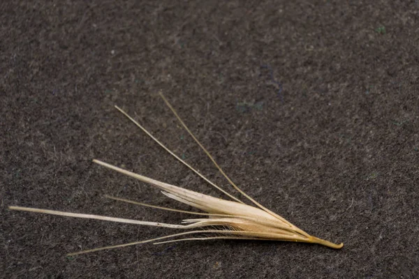 Macro photo of a tiny arrowheads of the foxtail grass. When a do — Stock Photo, Image