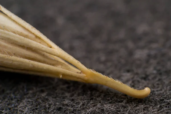 Macro foto de uma pequena ponta de flecha da grama foxtail. Quando um fazer — Fotografia de Stock