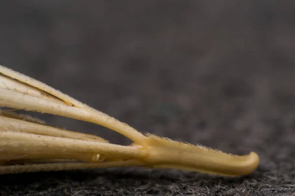 Macro photo d'une minuscule pointe de flèche de l'herbe à queue de renard. Quand un do — Photo