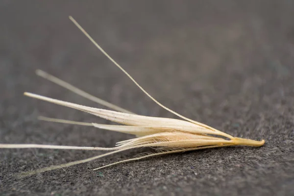 Macro photo of a tiny arrowheads of the foxtail grass. When a do — Stock Photo, Image