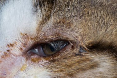entropionlu bir kedi yavrusunun yakın çekim fotoğrafı