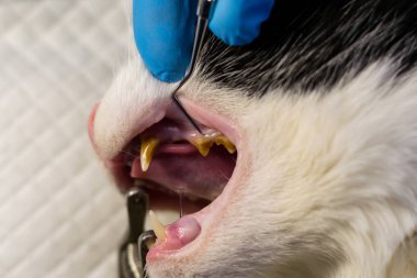 Önce veteriner kliniğinde bakteriyel plaklı kedi dişleri 