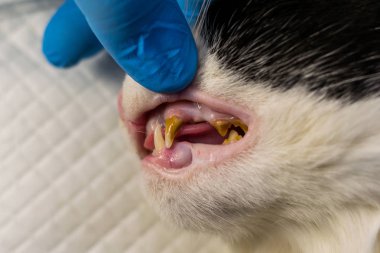 Önce veteriner kliniğinde bakteriyel plaklı kedi dişleri 