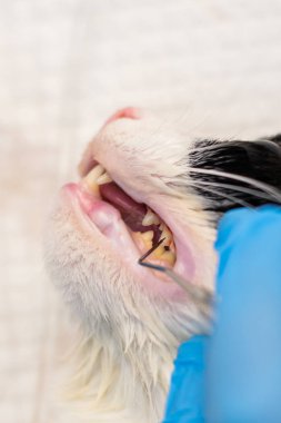 Veteriner kliniğinde yakın çekim den sonra kedi dişleri