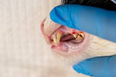 Veteriner kliniğinde yakın çekim den sonra kedi dişleri