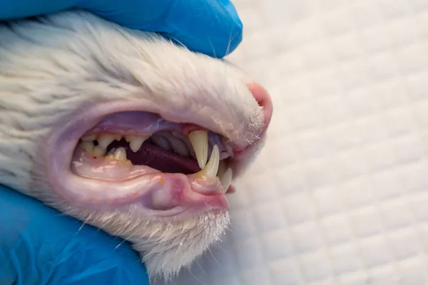 Zęby kota po przestraszaniu z bliska w klinice weterynaryjnej — Zdjęcie stockowe