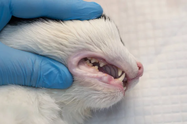 Zęby kota po przestraszaniu z bliska w klinice weterynaryjnej — Zdjęcie stockowe
