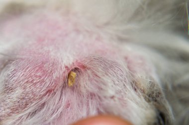 Kuru Tilki Kuyruklu Çim Tohumu beyaz bir köpeğin parmaklarının arasında