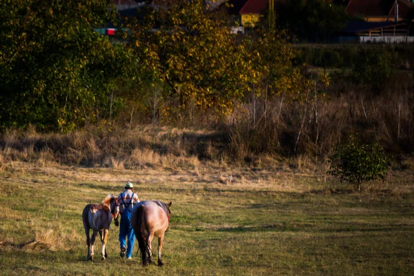 Hombre con sus caballos en el campo — Foto de Stock