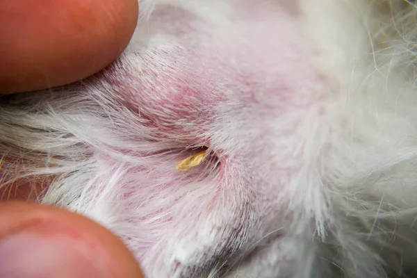 Seco Foxtail semilla de hierba entre los dedos de un perro blanco — Foto de Stock