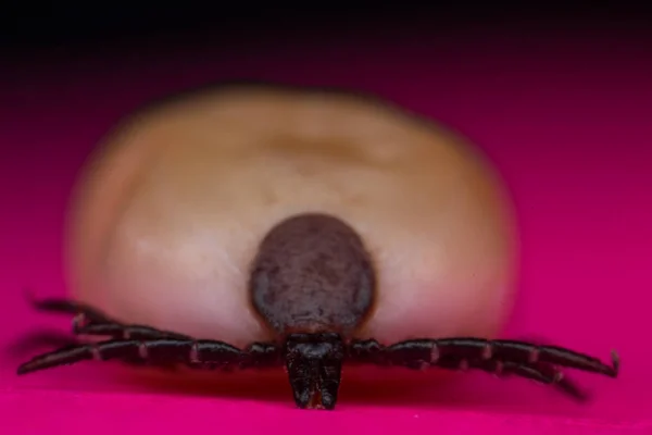 Foto macro de um carrapato Ixodes isolado — Fotografia de Stock