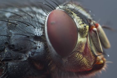 bir sinek makro fotoğraf