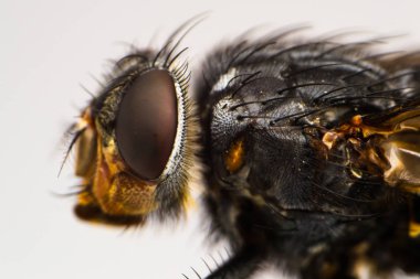 bir sinek makro fotoğraf