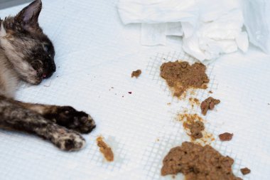 İşte bu yüzden kediniz ameliyattan önce bir şey yememeli.