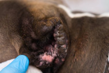 Kesik kulaklı köpek ve kronik kulak iltihabı