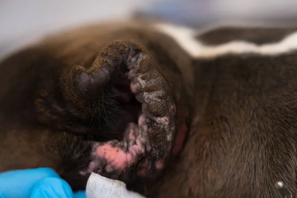 Perro Con Oreja Recortada Otitis Crónica — Foto de Stock