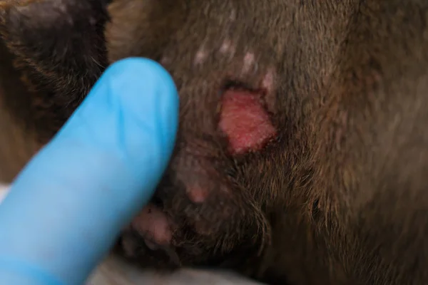 Ferita Dietro Orecchio Cane Con Otite Cronica — Foto Stock