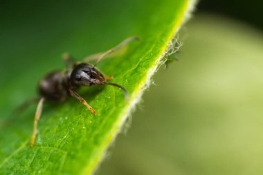 Yeşil yapraklı bir karıncanın makro fotoğrafı